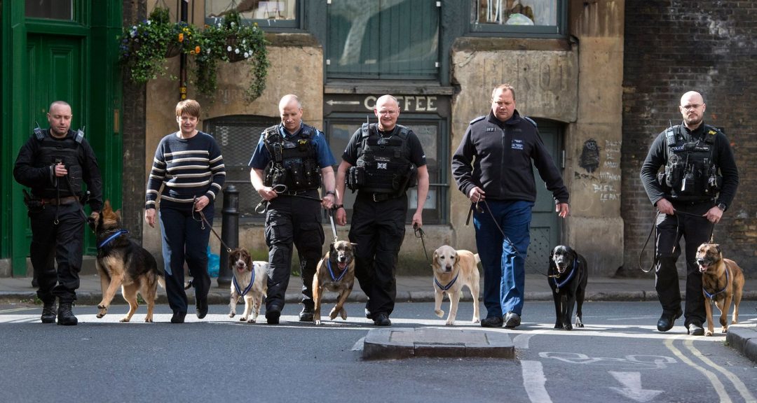 Police Dogs Honoured For Attack Heroics Counter Terrorism Policing